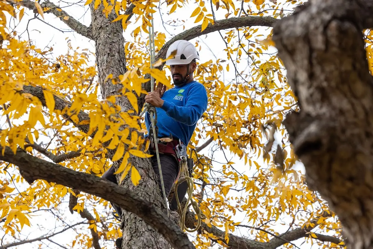 Skilled Storm Damage Cleanup crew working in Morton